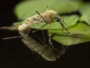 Les mécanismes de l'évolution - Moustiques et insecticides (vidéo)