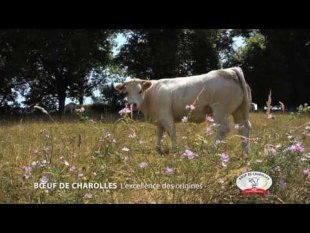 Terroir de l'AOC bœuf de Charolles (en ligne)