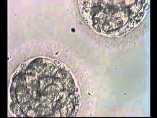Vidéo d’une culture d’embryons