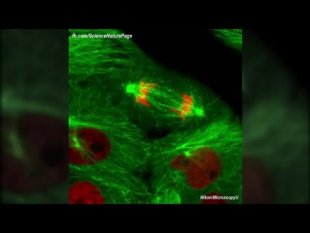 Intervention des microtubules au cours de la méiose