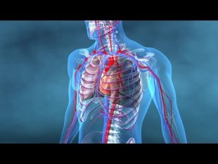 Vidéo - Au coeur des organes : Coeur et vaisseaux