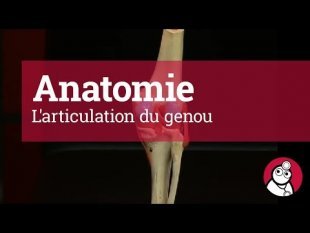 Vidéo "Anatomie de l'articulation du genou"