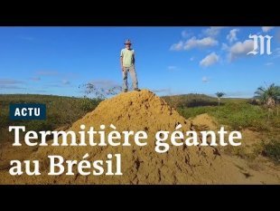 La termitière géante du Brésil
