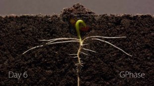 Développement d'un plant de haricot (time-lapse)