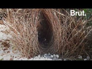 Les nids des oiseaux jardiniers