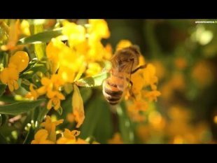 Pollinisation abeille