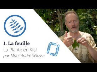 La Plante en Kit ! Ep1 - La feuille, avec Marc-André Sélosse