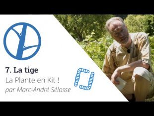 La Plante en Kit ! Ep7 - La tige, par Marc-André Sélosse