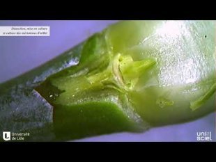 La guerison des plantes par la culture de meristemes
