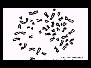 Le premier caryotype (en ligne)