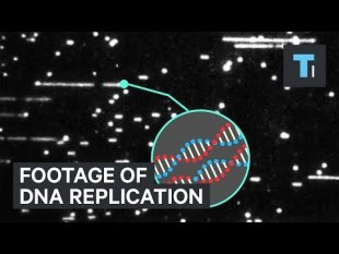 Observation en temps réel du mécanisme de réplication d’ADN analysée et expliquée