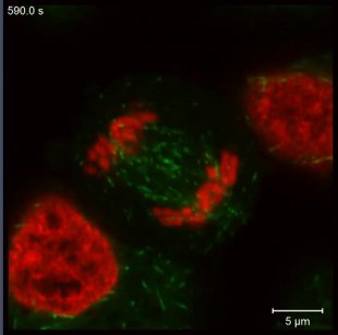 Une cellule en mitose exprimant des protéines fluorescentes