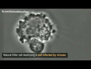 Lymphocyte T détruisant une cellule infectée par des virus