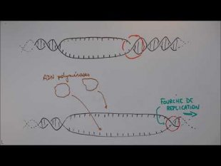 Réplication de l'ADN - 1 Déroulement général