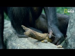 Le maniement des outils chez le chimpanzé